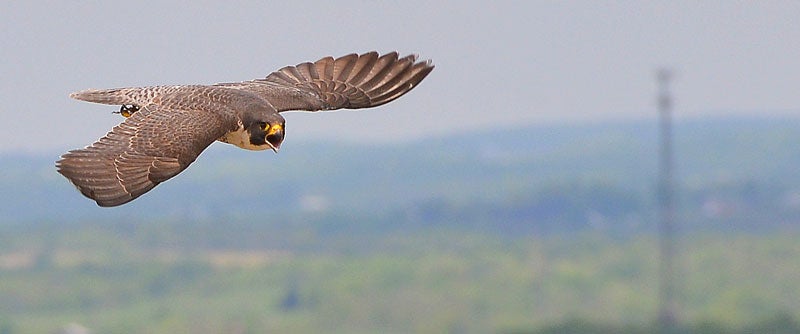 Peregrine Falcon